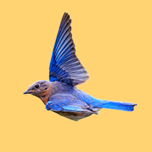 picture of a blue bird